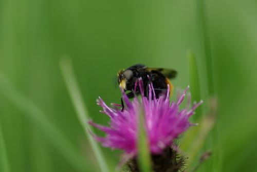 Volucella bombylans